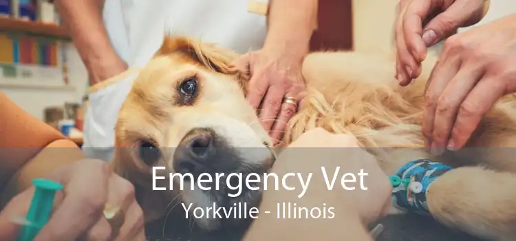 Emergency Vet Yorkville - Illinois