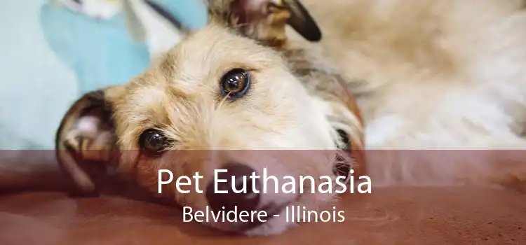 Pet Euthanasia Belvidere - Illinois