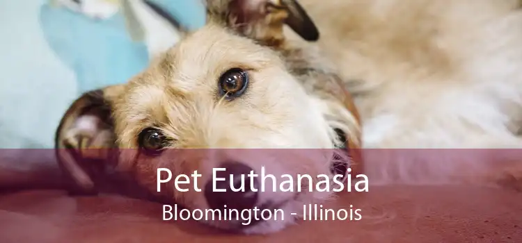 Pet Euthanasia Bloomington - Illinois