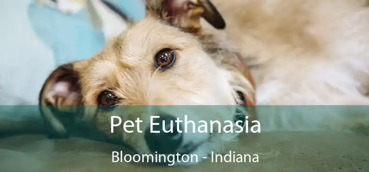 Pet Euthanasia Bloomington - Indiana