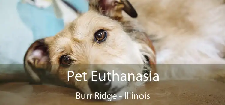 Pet Euthanasia Burr Ridge - Illinois