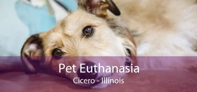 Pet Euthanasia Cicero - Illinois