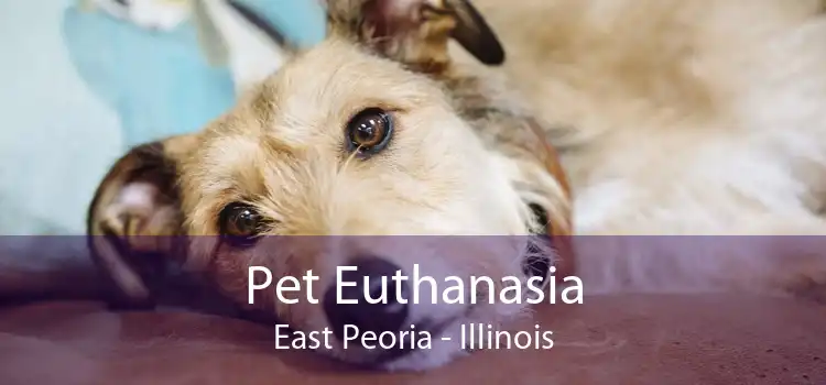Pet Euthanasia East Peoria - Illinois