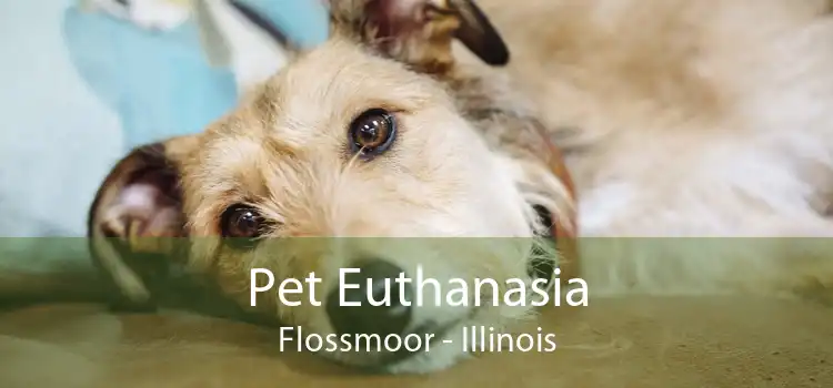 Pet Euthanasia Flossmoor - Illinois