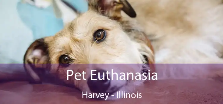 Pet Euthanasia Harvey - Illinois