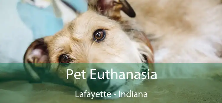 Pet Euthanasia Lafayette - Indiana