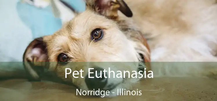 Pet Euthanasia Norridge - Illinois