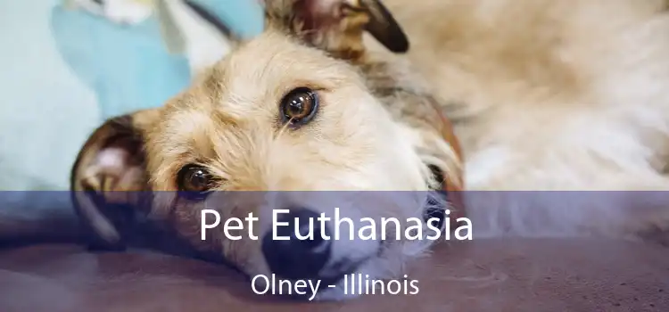 Pet Euthanasia Olney - Illinois