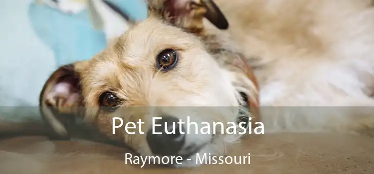 Pet Euthanasia Raymore - Missouri