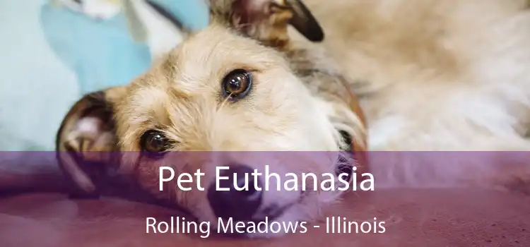 Pet Euthanasia Rolling Meadows - Illinois