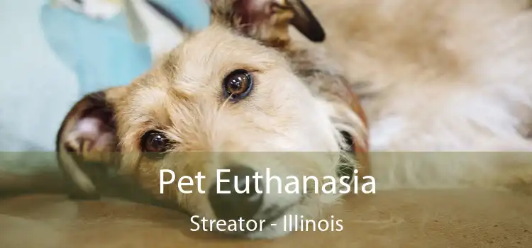Pet Euthanasia Streator - Illinois