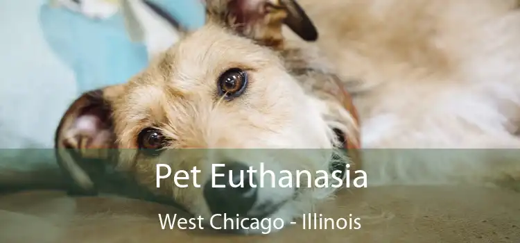Pet Euthanasia West Chicago - Illinois