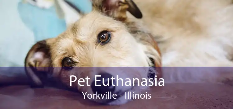 Pet Euthanasia Yorkville - Illinois