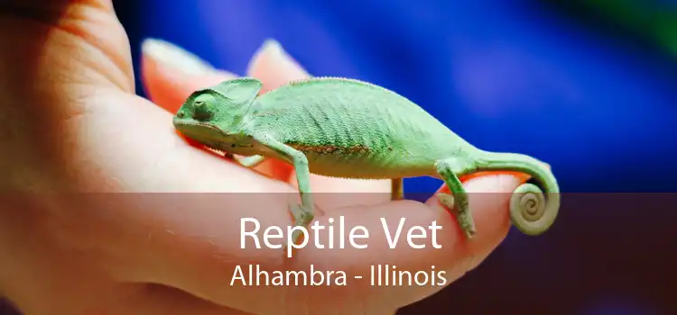 Reptile Vet Alhambra - Illinois