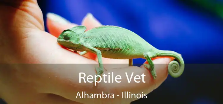 Reptile Vet Alhambra - Illinois