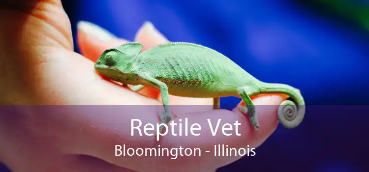 Reptile Vet Bloomington - Illinois