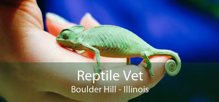 Reptile Vet Boulder Hill - Illinois