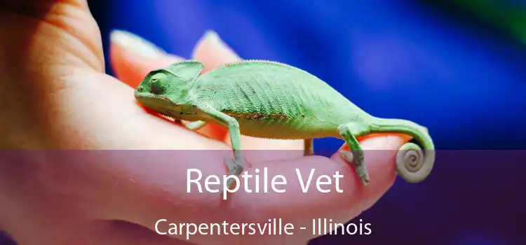 Reptile Vet Carpentersville - Illinois