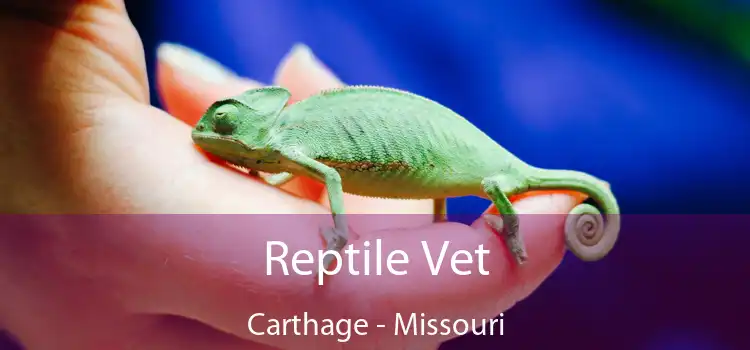 Reptile Vet Carthage - Missouri