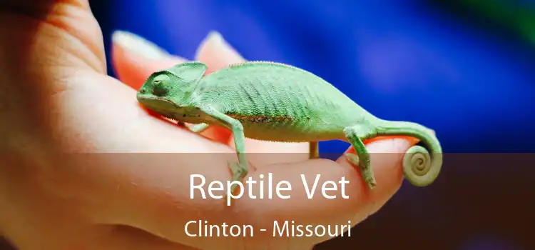 Reptile Vet Clinton - Missouri