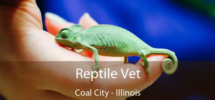 Reptile Vet Coal City - Illinois