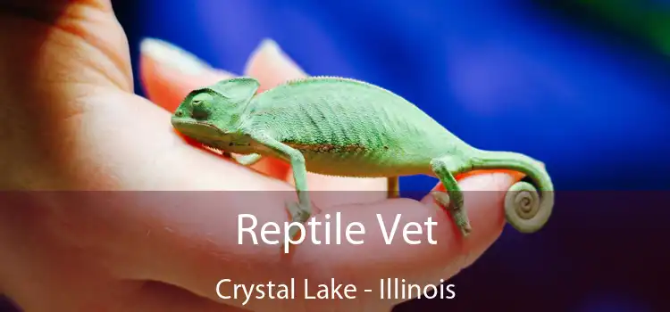 Reptile Vet Crystal Lake - Illinois