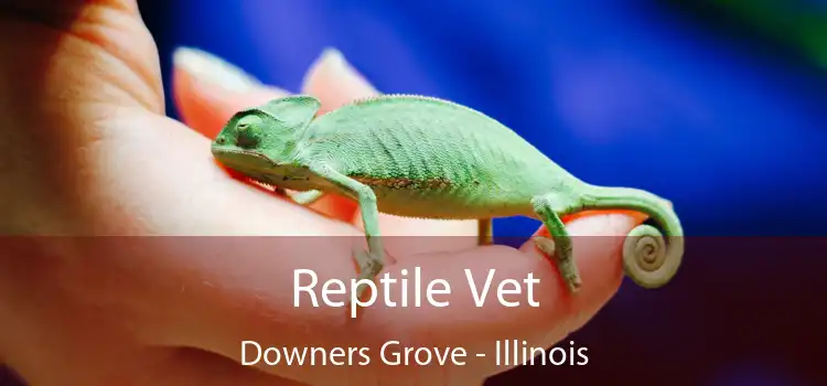 Reptile Vet Downers Grove - Illinois