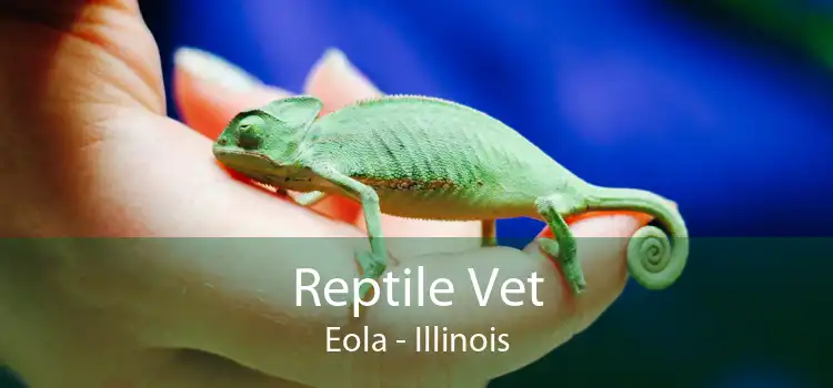 Reptile Vet Eola - Illinois