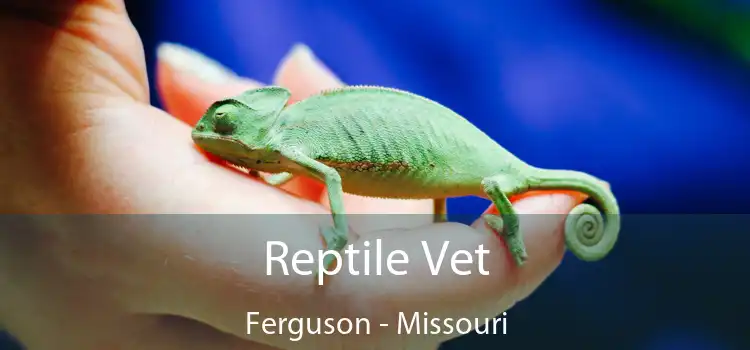 Reptile Vet Ferguson - Missouri