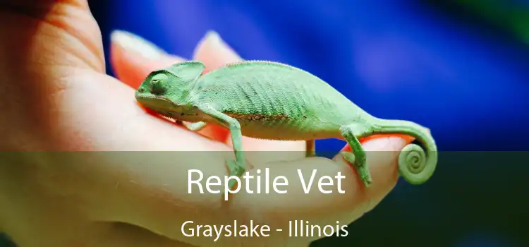 Reptile Vet Grayslake - Illinois