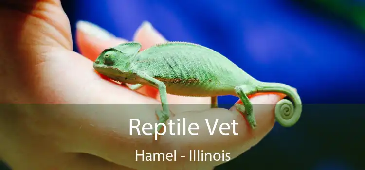 Reptile Vet Hamel - Illinois