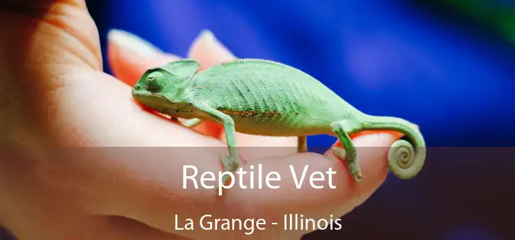 Reptile Vet La Grange - Illinois