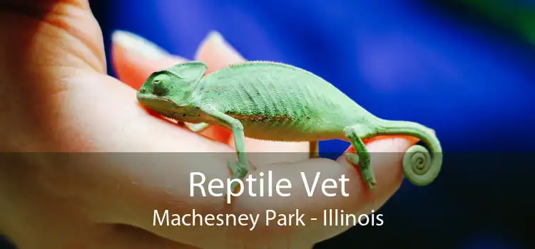 Reptile Vet Machesney Park - Illinois
