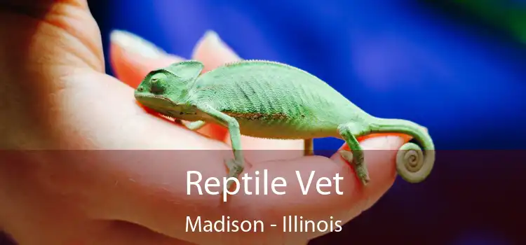 Reptile Vet Madison - Illinois