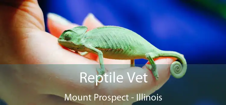 Reptile Vet Mount Prospect - Illinois