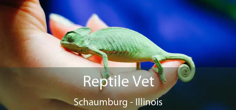 Reptile Vet Schaumburg - Illinois