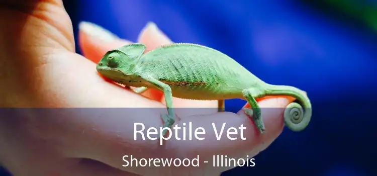 Reptile Vet Shorewood - Illinois