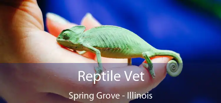 Reptile Vet Spring Grove - Illinois