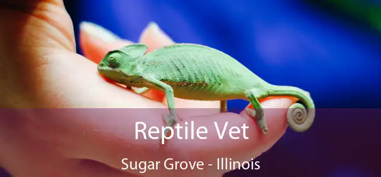 Reptile Vet Sugar Grove - Illinois