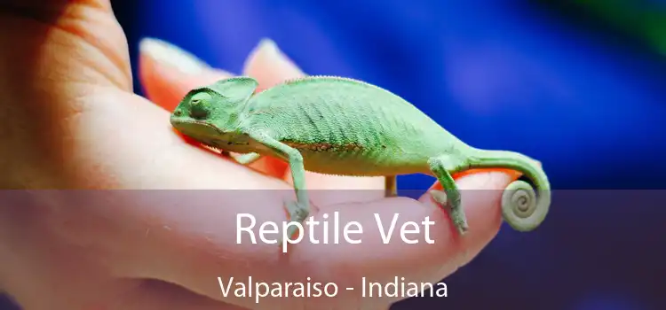 Reptile Vet Valparaiso - Indiana