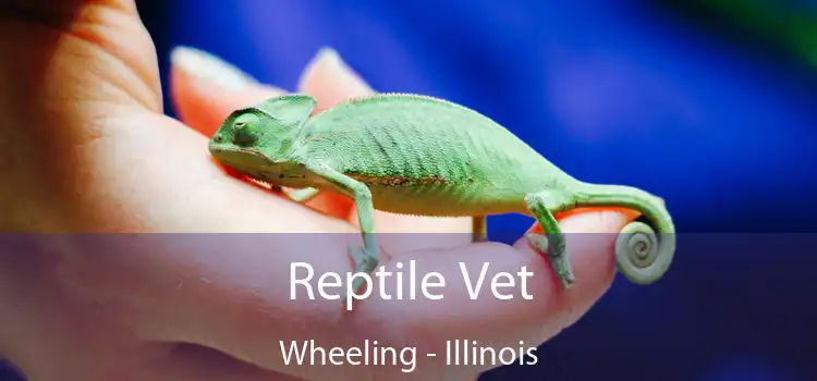 Reptile Vet Wheeling - Illinois