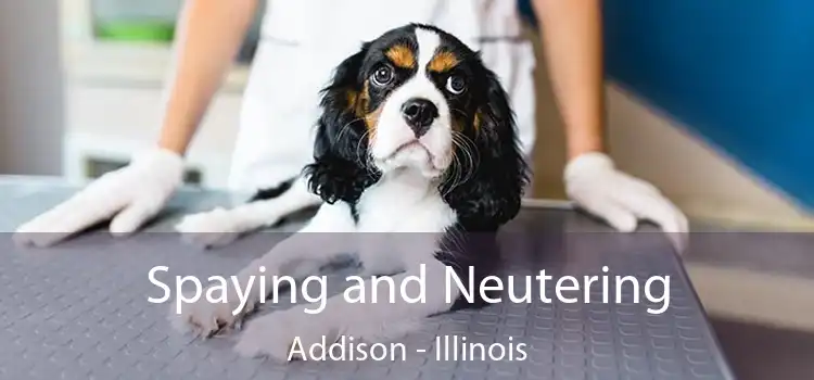 Spaying and Neutering Addison - Illinois