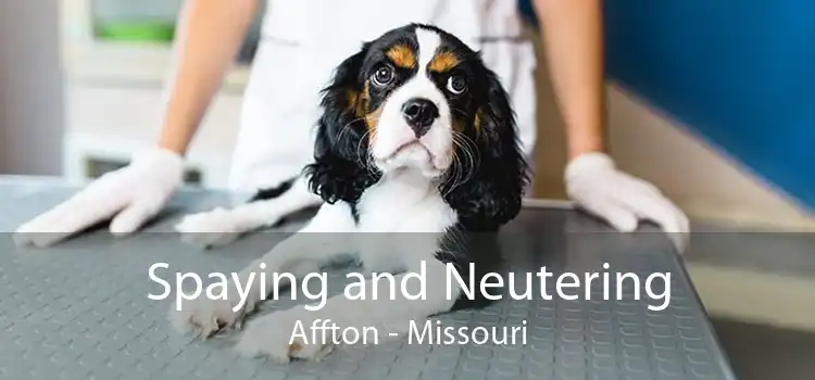 Spaying and Neutering Affton - Missouri