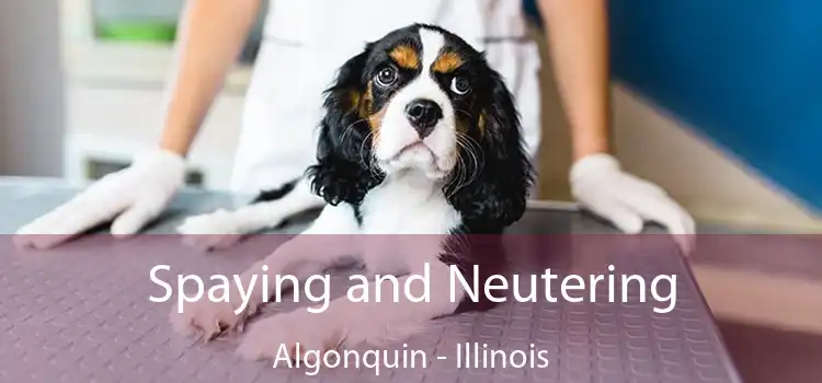 Spaying and Neutering Algonquin - Illinois