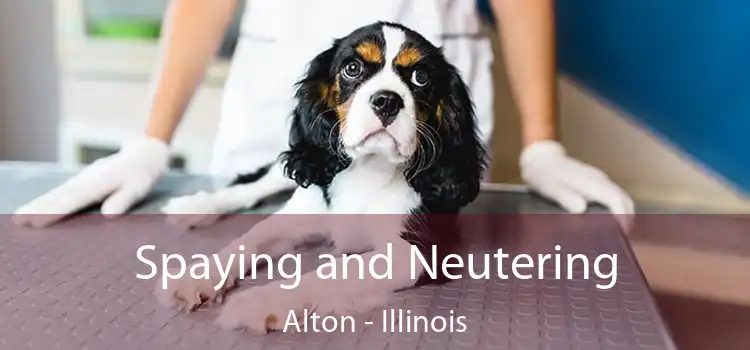 Spaying and Neutering Alton - Illinois