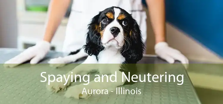 Spaying and Neutering Aurora - Illinois