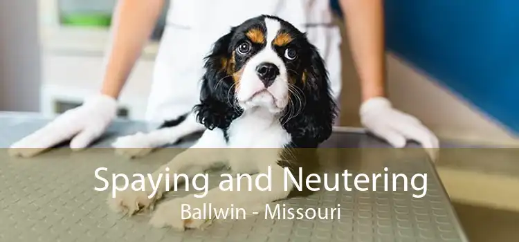 Spaying and Neutering Ballwin - Missouri