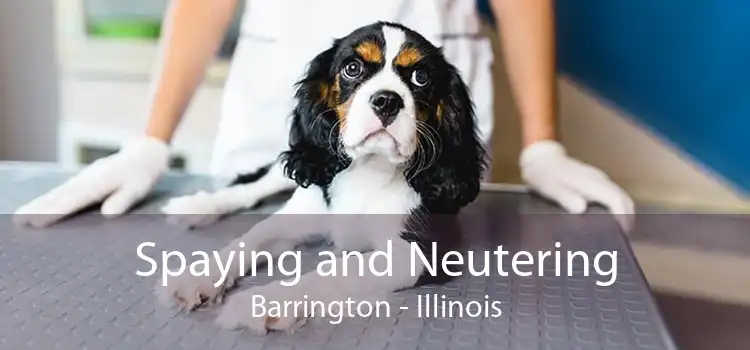 Spaying and Neutering Barrington - Illinois