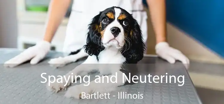 Spaying and Neutering Bartlett - Illinois