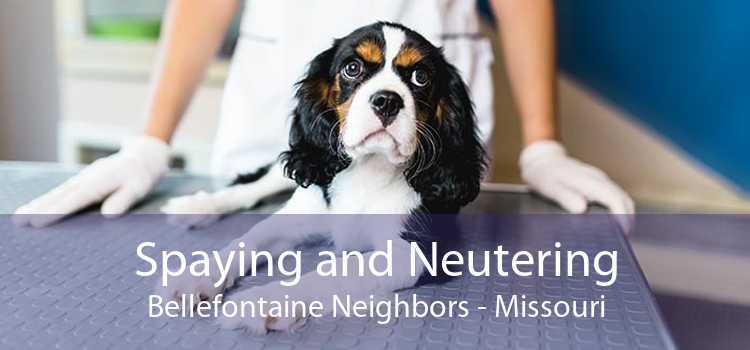 Spaying and Neutering Bellefontaine Neighbors - Missouri